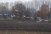 Vogel-Kraniche-20131114-025.jpg