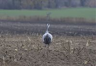 Vogel-Kraniche-20131114-080.jpg