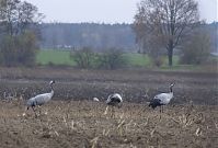 Vogel-Kraniche-20131114-082.jpg