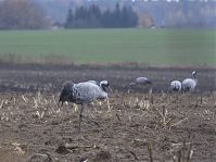 Vogel-Kraniche-20131114-084.jpg