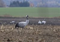 Vogel-Kraniche-20131114-085.jpg