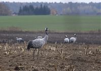 Vogel-Kraniche-20131114-086.jpg