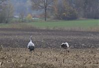 Vogel-Kraniche-20131114-090.jpg