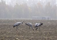 Vogel-Kraniche-20131116-11.jpg