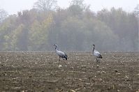 Vogel-Kraniche-20131116-18.jpg