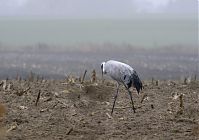 Vogel-Kraniche-20131116-21.jpg