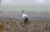 Vogel-Kraniche-20131116-22.jpg