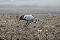 Vogel-Kraniche-20131116-25.jpg