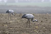 Vogel-Kraniche-20131116-33.jpg