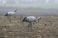 Vogel-Kraniche-20131116-34.jpg