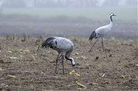 Vogel-Kraniche-20131116-39.jpg