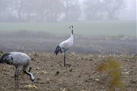 Vogel-Kraniche-20131116-40.jpg