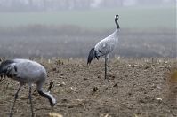 Vogel-Kraniche-20131116-44.jpg