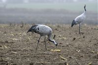 Vogel-Kraniche-20131116-45.jpg