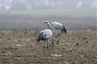 Vogel-Kraniche-20131116-46.jpg