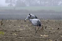 Vogel-Kraniche-20131116-48.jpg