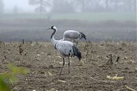 Vogel-Kraniche-20131116-52.jpg