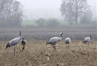 Vogel-Kraniche-20131116-57.jpg