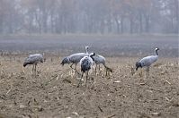 Dateiname=Vogel-Kraniche-20131116-59.jpg
Dateigröße=164KB
Abmessungen: 880x584
hinzugefügt am: 06. Januar 2016 Vogel-Kraniche-20131116-59.jpg