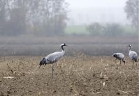 Vogel-Kraniche-20131116-61.jpg