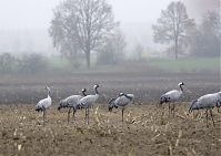 Vogel-Kraniche-20131116-63.jpg