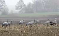 Vogel-Kraniche-20131116-66.jpg