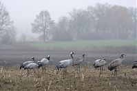 Dateiname=Vogel-Kraniche-20131116-67.jpg
Dateigröße=133KB
Abmessungen: 880x584
hinzugefügt am: 06. Januar 2016 Vogel-Kraniche-20131116-67.jpg