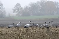 Vogel-Kraniche-20131116-69.jpg