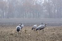 Vogel-Kraniche-20131116-70.jpg