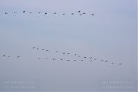Vogel-Kraniche-20140304-165.jpg