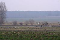 Vogel-Kraniche-20140304-170.jpg
