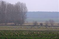 Vogel-Kraniche-20140304-171.jpg