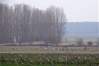 Vogel-Kraniche-20140304-172.jpg