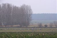 Vogel-Kraniche-20140304-173.jpg