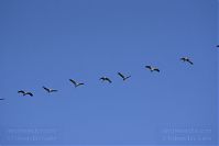 Vogel-Kraniche-20141102-03.jpg