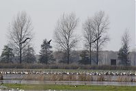 Vogel-Kraniche-20141102-26.jpg