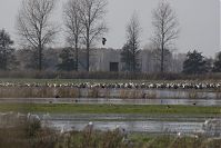 Vogel-Kraniche-20141102-33.jpg