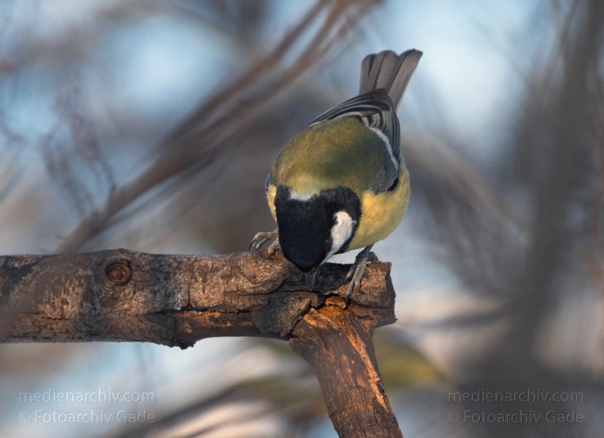 Vogel. Meisen. Paridae
18. 2. 2010. Berlin. Mitte. Wedding. Fauna. Tiere. Vogel. Meisen. Paridae
Schlüsselwörter: Berlin;birds;Fauna;Kohlmeise;Meisen;Paridae;Parus major;Rehberge;Tiere;Vogel;Vögel;Wedding;2010;Mitte