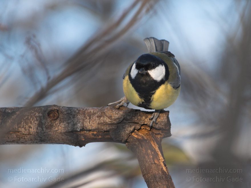 Vogel. Meisen. Paridae
18. 2. 2010. Berlin. Mitte. Wedding. Fauna. Tiere. Vogel. Meisen. Paridae
Schlüsselwörter: Berlin;birds;Fauna;Kohlmeise;Meisen;Paridae;Parus major;Rehberge;Tiere;Vogel;Vögel;Wedding;2010;Mitte