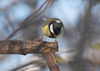 Vogel-Meise-20101218-22.jpg