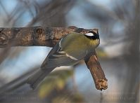 Vogel-Meise-20101218-23.jpg