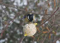 Vogel-Meise-20101218-25.jpg