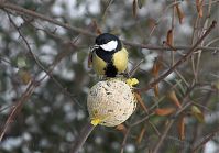 Vogel-Meise-20101218-26.jpg