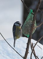 Vogel-Meise-20101226-23.jpg