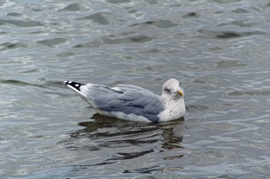 Polen. Insel Wolin. Ostsee-Badeort Misdroy. Miedzyzdroje
20. September 2005. Polen. Insel Wolin. Ostsee-Badeort Misdroy. Miedzyzdroje.
Schlüsselwörter: birds;Miedzyzdroje;Misdroy;Poland;Polen;Vogel;Vögel;2005;Wolin