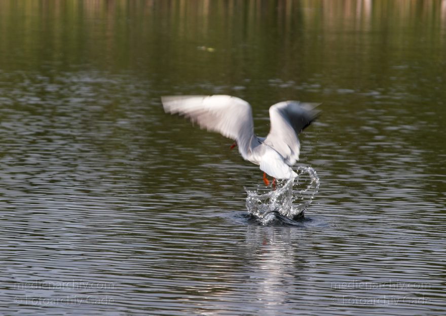 Mecklenburg-Vorpommern. Feldberger Seengebiet. Carwitz. Fauna . Tiere. Vogel. Möwe über dem Dreetzsee.
24. 6. 2006. Mecklenburg-Vorpommern. Feldberger Seengebiet. Carwitz. Fauna. Tiere. Vogel. Vögel. Möwe über dem Dreetzsee.
Schlüsselwörter: birds;Carwitz;Fauna;Feldberger Seengebiet;Mecklenburg-Vorpommern;Tiere;Vogel;Vögel;2006