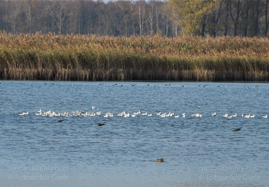 Brandenburg. Rhinluch. Linum. Fauna Vogel Vögel Möwenschwarm
31. 10. 2009. Brandenburg. Rhinluch. Linum. Fauna Vogel Vögel Möwenschwarm auf dem Fischteich.
Schlüsselwörter: birds;Brandenburg;Fauna;Linum;Möwen;Rhinluch;Teich;Vogel;Vogelschwarm;Vögel;2009
