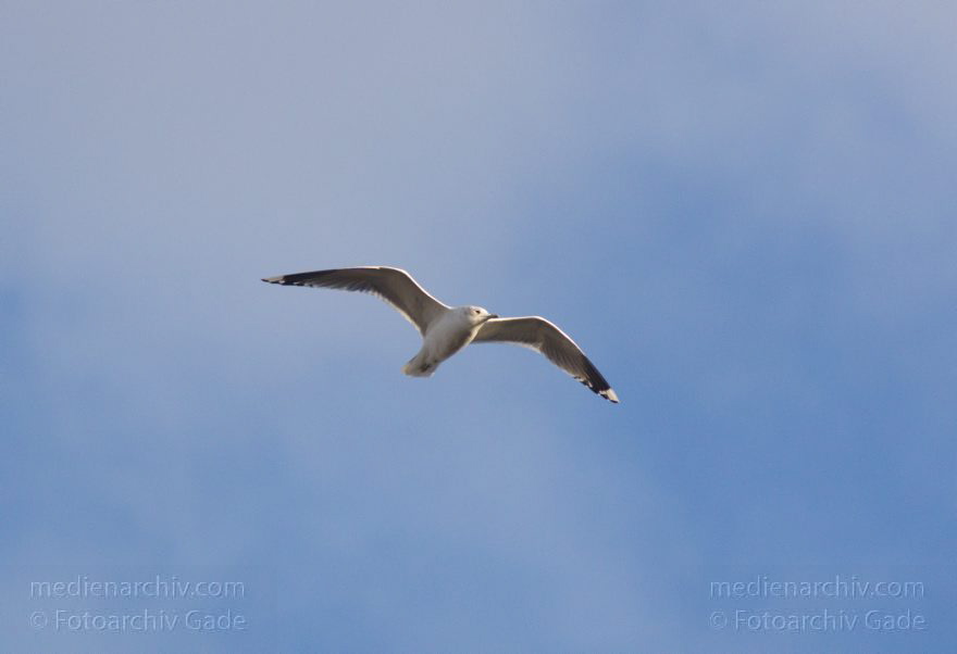 Fliegende Möwe
8. 3. 2012. Fliegende Möwe. Himmel. Vogel. Tiere. Laridae
Schlüsselwörter: birds;Fauna;Laridae;Möwen;Tiere;Vogel;Vögel;Wedding;2012;Berlin;Mitte