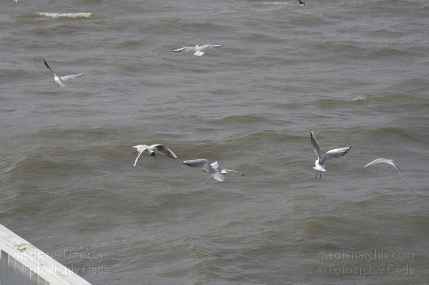 Niedersachsen. Cuxhaven. Vogel. Möwen
26. 6. 2013. Niedersachsen. Cuxhaven. Fauna. Tiere. Vogel. Vögel. Möwen (Laridae). Fluss Elbe
Schlüsselwörter: birds;Cuxhaven;Elbe;Fauna;Fluss;Laridae;Möwen;Tiere;Vogel;Vögel;2013