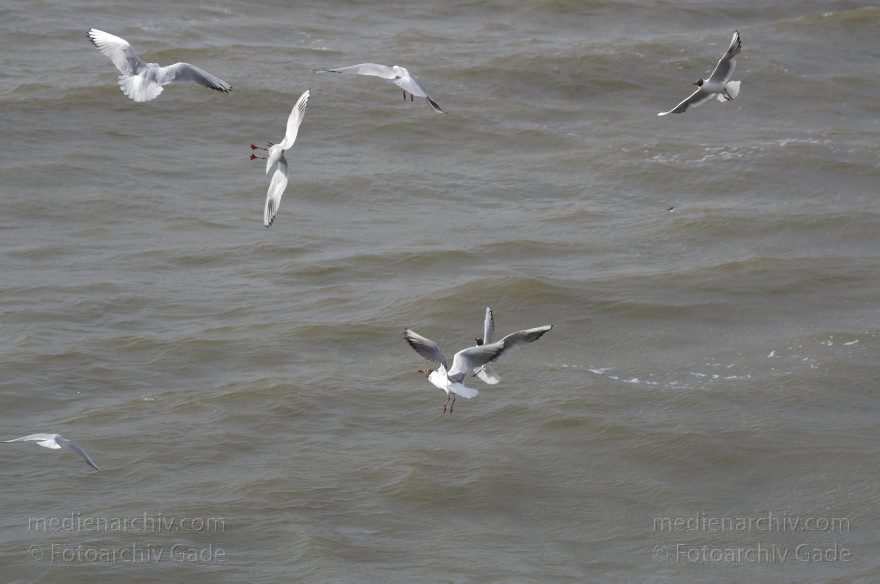 Niedersachsen. Cuxhaven. Vogel. Möwen
26. 6. 2013. Niedersachsen. Cuxhaven. Fauna. Tiere. Vogel. Vögel. Möwen (Laridae). Fluss Elbe
Schlüsselwörter: birds;Cuxhaven;Elbe;Fauna;Fluss;Laridae;Möwen;Tiere;Vogel;Vögel;2013